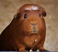 guinea pig 的图像结果