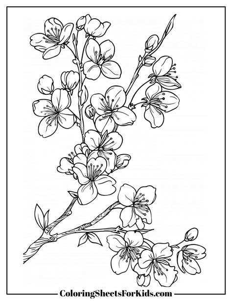 Cherry Blossom Coloring Pages (Free Downloads and Prints) - Coloring ...