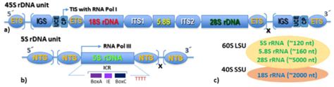 Integrative rDNAomics—Importance of the Oldest Repetitive Fraction of ...
