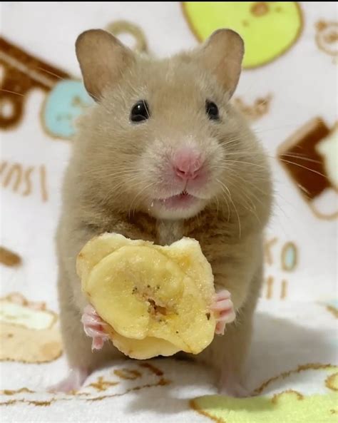 Adorable Hamster with Banana