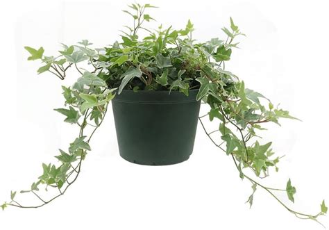 American Plant Exchange Variegated English Ivy, Vining Live Plant, 6 ...