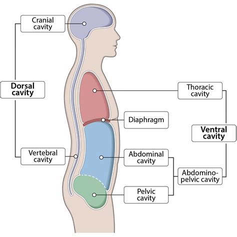 Human Body Cavities Illustrations – Human Bio Media