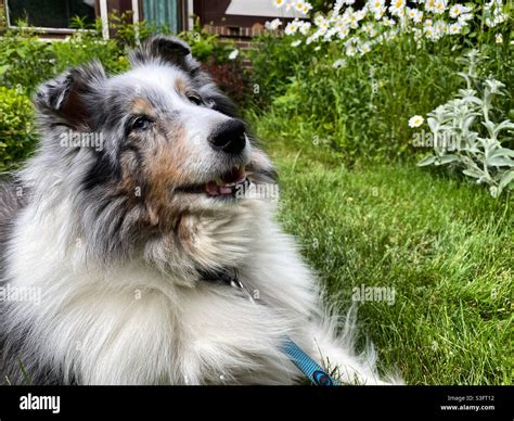 Blue merle sheltie hi-res stock photography and images - Alamy