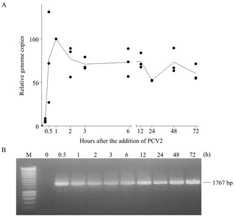 Breed Differences in PCV2 Uptake and Disintegration in Porcine Monocytes