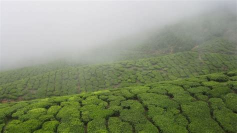 Munnar in December- Temperature, Weather & Packing Tips | Munnar Insider Travel Blog