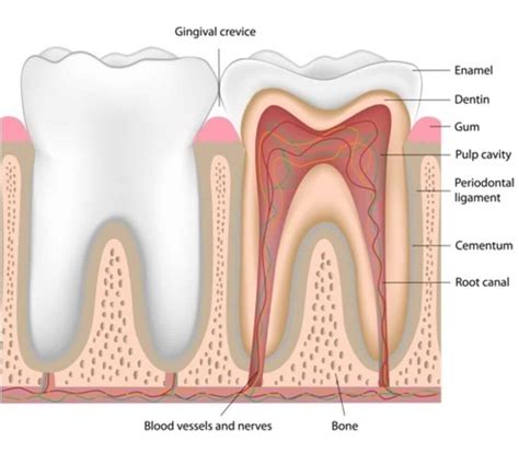What Is The Pulp Of A Tooth? - ArchWired