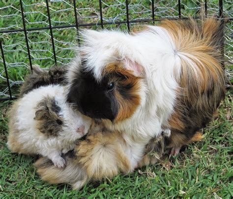 Identifying Male And Female Guinea Pigs at Barbara Eley blog