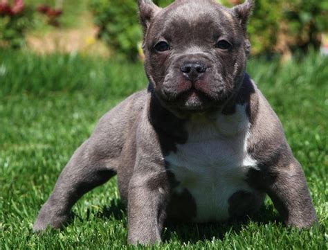 Blaue Nase American Pitbull Rüden und Hünd in Berlin | Tiere ...