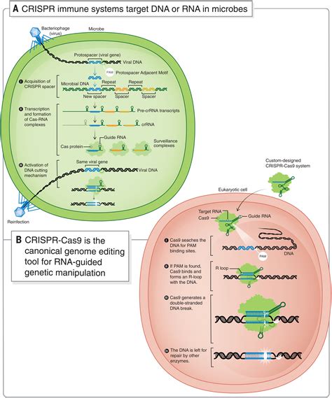 CRISPR technology: A decade of genome editing is only the beginning | Science