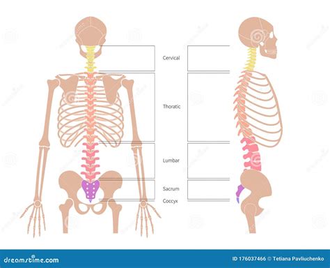 Human Spine Structure Anatomy Stock Vector - Illustration of isolated, bone: 176037466