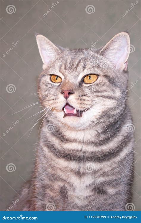 Gray Striped Domestic Cat with an Open Mouth Stock Image - Image of ...