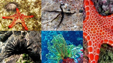 Helminths - Structure, Classification, Life Cycle, Infection, Pathogenesis - Biology Notes Online