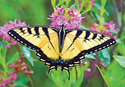 Download Eastern Tiger Swallowtail Butterflyon Flowers.jpg Wallpaper ...