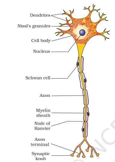 CBSE Class 10 Science Important Diagrams 2025-26