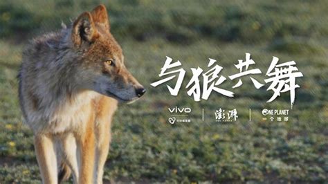 与狼共舞最新素材