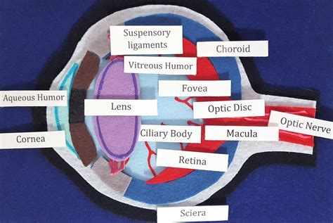 Suspensory Ligament Eye Model
