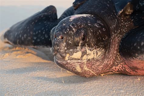 The Once-Thriving Leatherback Population at Terengganu, Malaysia — The State of the World's Sea ...