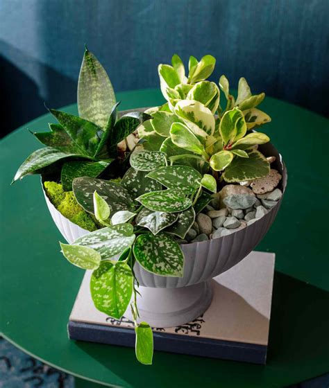 Indoor Plant Arrangement Ideas