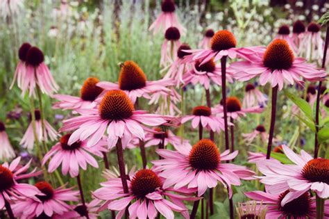 Coneflowers Decoded: Perennial Standouts or Annual Stars? - Petal Republic