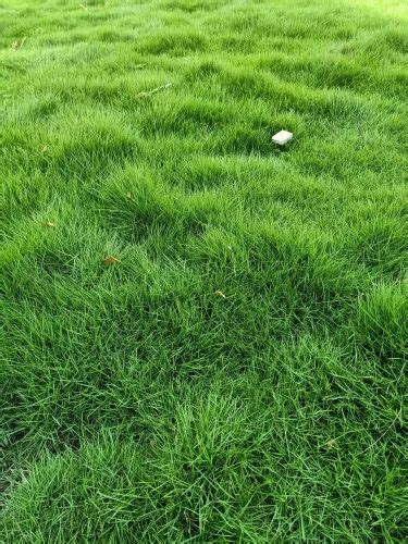 Niligiri Grass - Natural Green Nilgiri Grass Carpet Manufacturer from ...