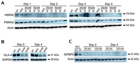 HLA-A, HSPA5, IGFBP5 and PSMA2 Are Restriction Factors for Zika Virus ...