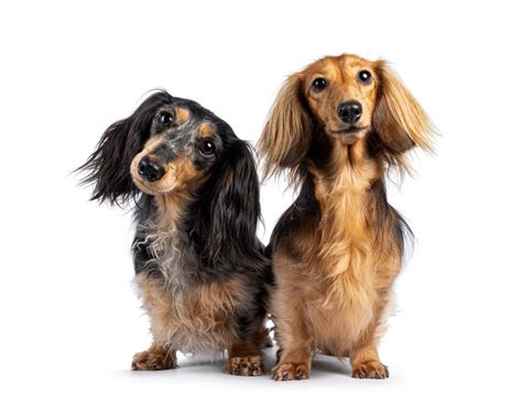 Dachshunds The Iconic “Sausage Dogs” with a Big Personality – Your ...