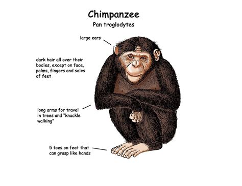 Chimpanzees: Closest Cousins to Humans - World Deer - genus of chimpanzee
