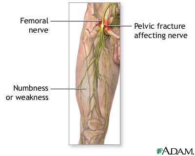 Image result for horsetail and nerve damage