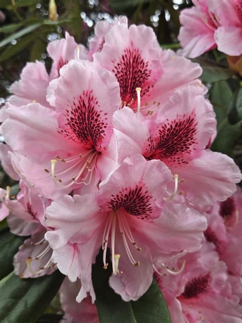 Solve Mrs. G.W. Leak (resizes 9 - 594) jigsaw puzzle online with 80 pieces