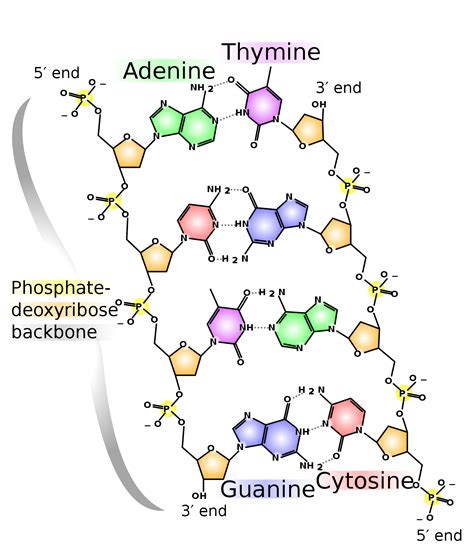 DNA - wikidoc