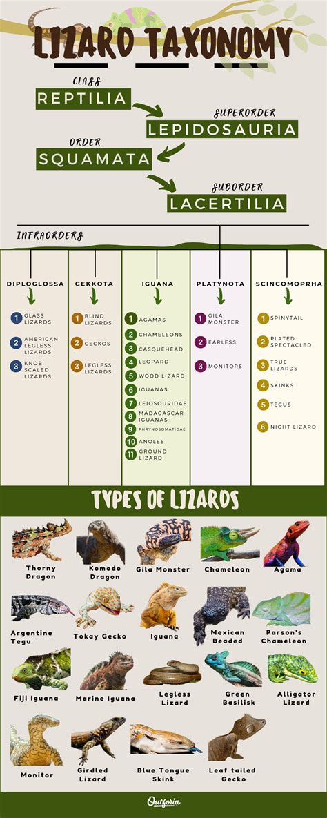 Reptile Animals Names