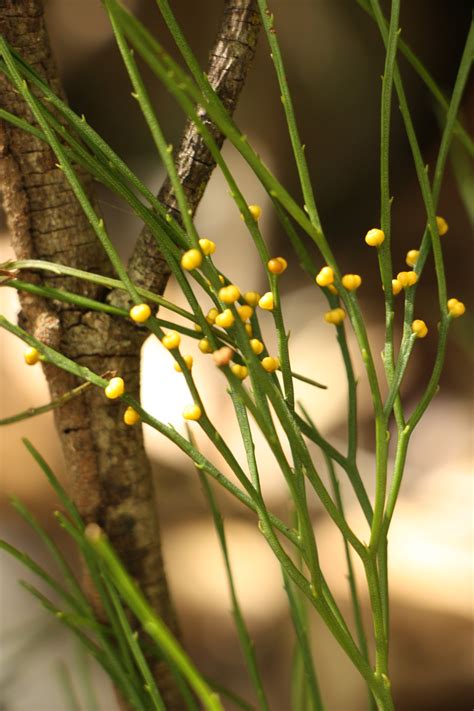 Psilotum