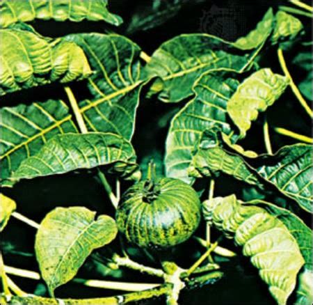 Exploded Tree 的图像结果