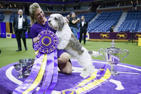 The Ultimate Guide to the Prestigious Westminster Dog Show Prize - Dog ...