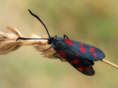 A red and black moth sitting on top of a stalk · Free Stock Photo