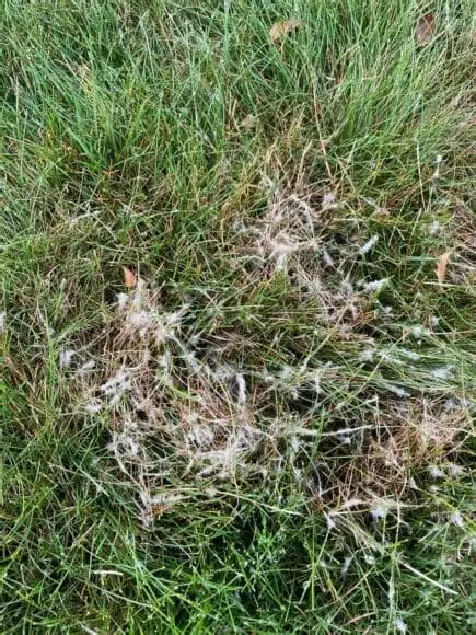 Image result for Red Thread Fungus Control