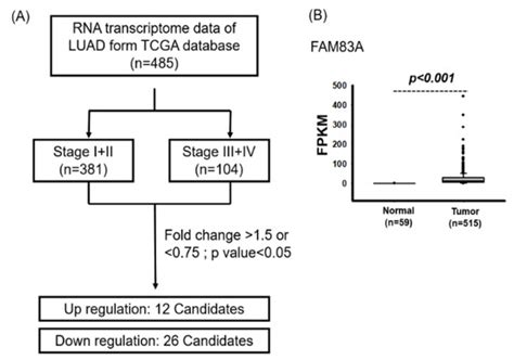IJMS | Special Issue : Role of MicroRNAs in Human Cancer