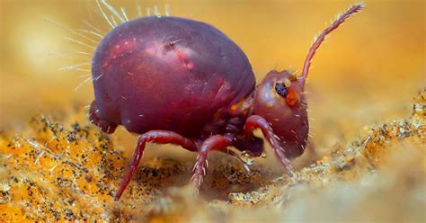 Image result for Spring Tails