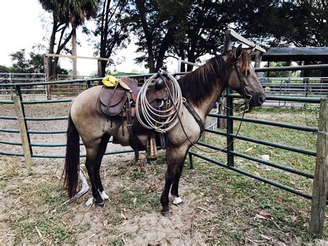 Photo Gallery - Florida Cracker Horse Association