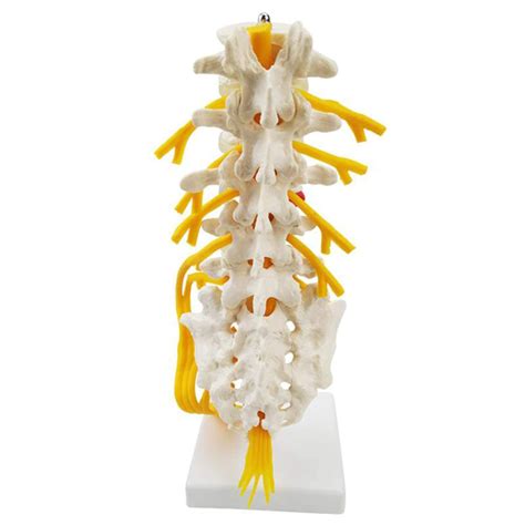 Buy 5-Section Lumbar Model - Lumbar Vertebrae Anatomy Model - Spine ...