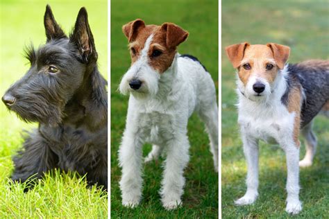 Top Terriers 2025: Here are the 10 most popular breeds of adorable ...