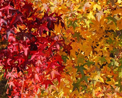 Ohio city makes Best Fall Towns in U.S. for Foliage list - cleveland.com