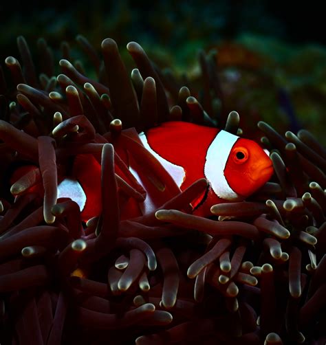 Image result for How Do Fish Sound