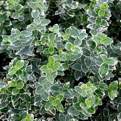 Buy evergreen bittersweet Euonymus fortunei 'Emerald Gaiety': Delivery ...