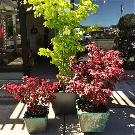 Discover the Beauty and Versatility of Dwarf Japanese Maples
