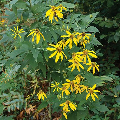 Rudbeckia laciniata (Cutleaf Coneflower)