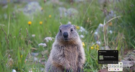 Bing手机壁纸 的图像结果