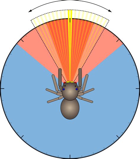 How do jumping spiders see the world? | Experiment