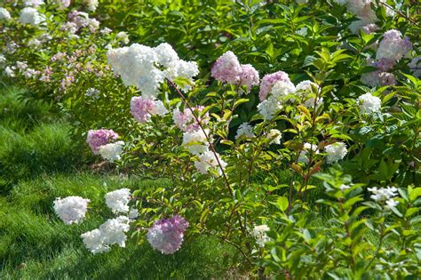 How to Grow and Care for Strawberry Vanilla Hydrangea
