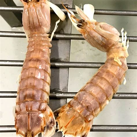 Mantis Shrimps | Mackay Fish Market